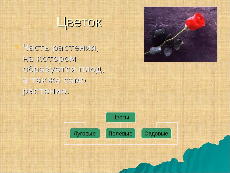 Также само. Часть растения на которой образуется плод. Загадка цветок крылатка а плод лопатка. Загадка цветок крылатка. Цветок крылатка а плод.