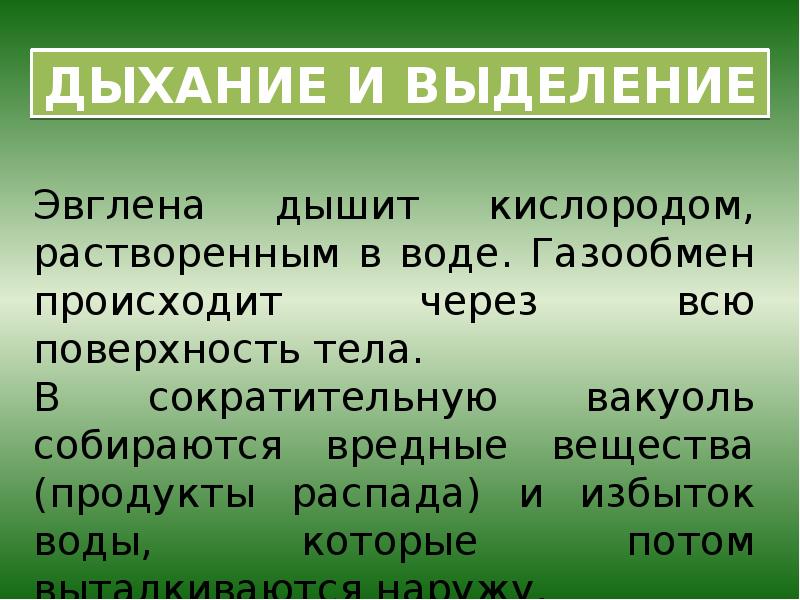 Биология зеленая. Эвглена зеленая презентация. Дыхание эвглены зеленой. Выделение эвглены зеленой. Выделение эвглены.