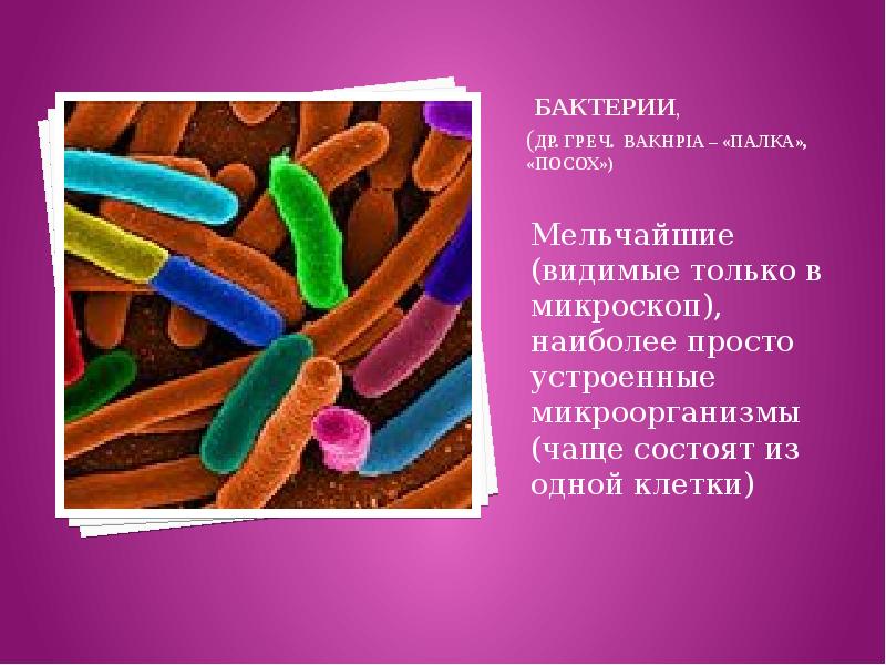 сообщение о бактериях. полезные микробы. микроорганизмы чаще. надцарство микроорганизмов. вирусы и бактерии.