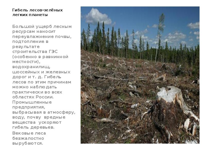 Гибель лесов-зелёных легких планеты Большой ущерб лесным ресурсам наносит переувлажнение почвы,