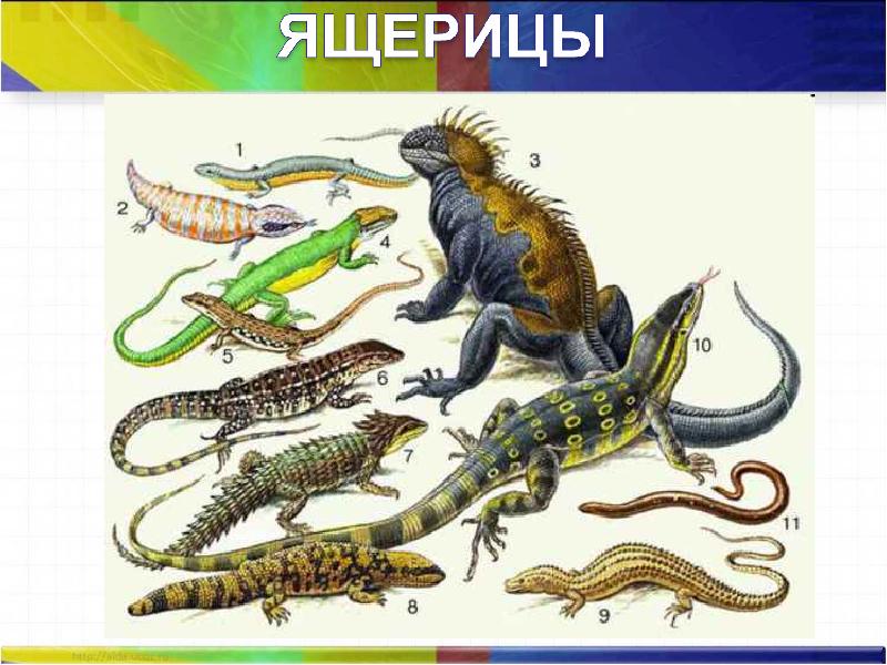 К какому классу относят ящериц. Пресмыкающиеся. Разнообразие рептилий. Рептилии для детей. Пресмыкающиеся представители.