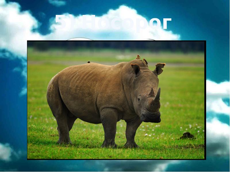 5) Носорог