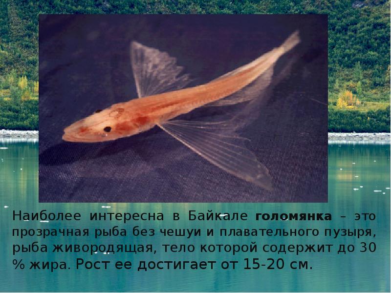 Рыбы байкала список и фото