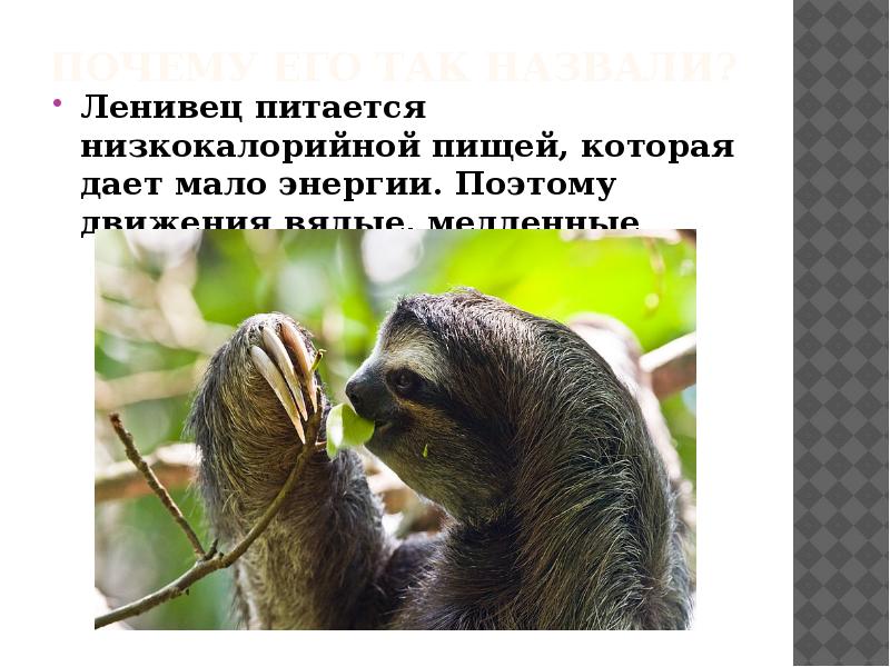 Где обитает ленивец на каком материке. Ленивец слайд. Ленивец доклад. Ленивец описание. Ленивец интересные факты.