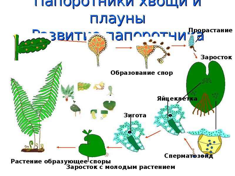 В жизненном цикле есть заросток. Размножение папоротников схема. Цикл развития папоротников хвощей. Цикл развития папоротника схема. Размножение споровых растений.