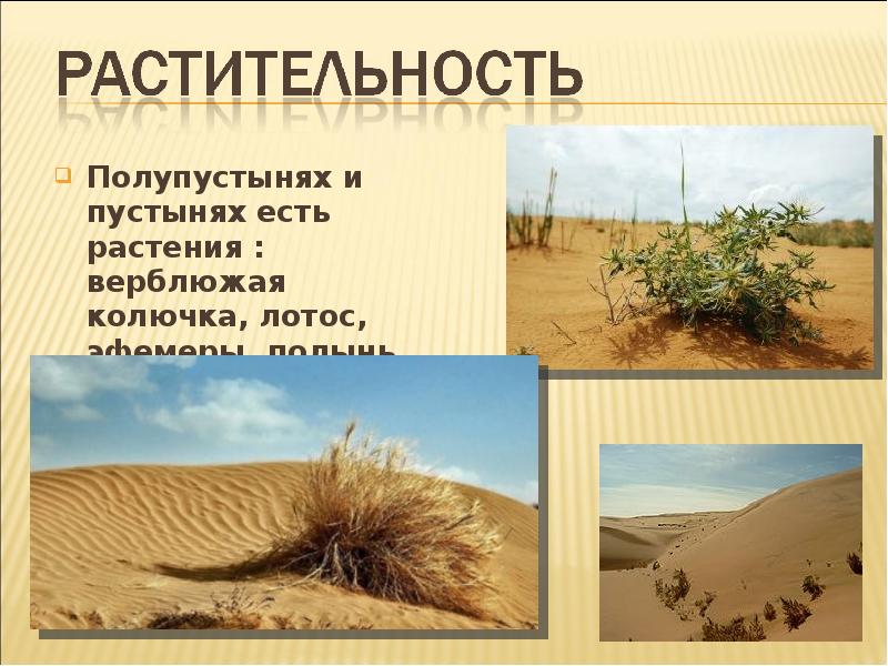Полупустынях и пустынях есть растения : верблюжая колючка, лотос, эфемеры, полынь Полупустынях и пустынях есть растения : верблюжая колючка, лотос, эфемеры, полынь