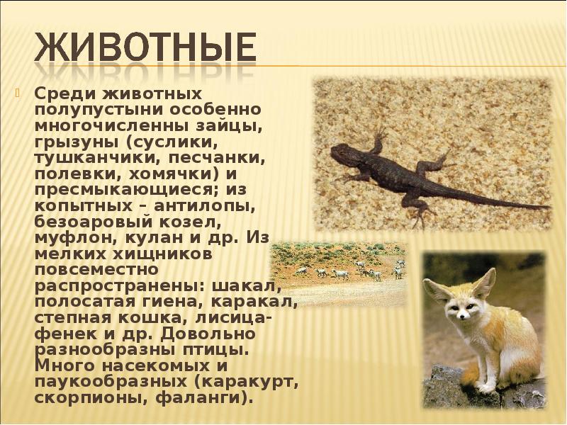 Среди животных полупустыни особенно многочисленны зайцы, грызуны (суслики, тушканчики, песчанки, полевки, Среди животных полупустыни особенно многочисленны зайцы, грызуны (суслики, тушканчики, песчанки, полевки,