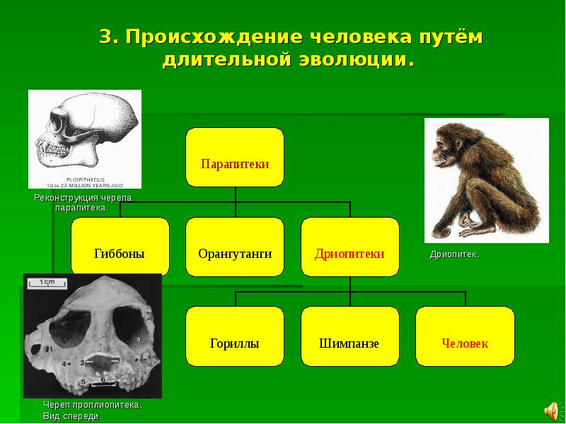 Приматы какое развитие. Дриопитеки Эволюция. Человек дриопитек. Дриопитеки факторы эволюции. Парапитеки Проплиопитеки.