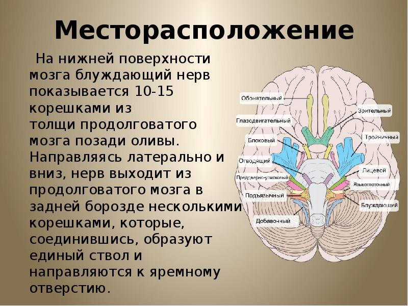 Блуждающий нерв презентация