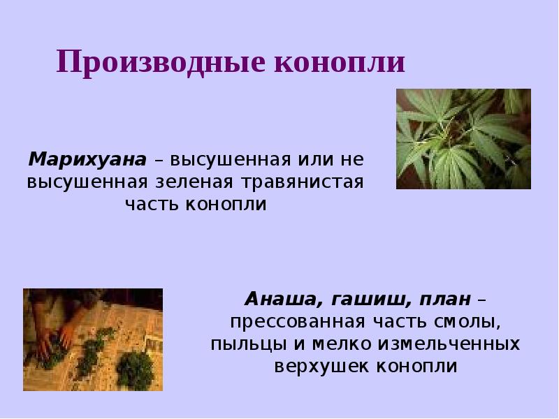 Презентации о вреде конопли можно ли в праге курить марихуану