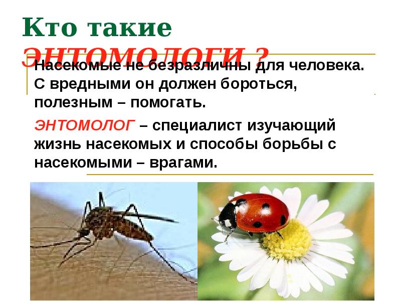 Насекомые проект 2 класс