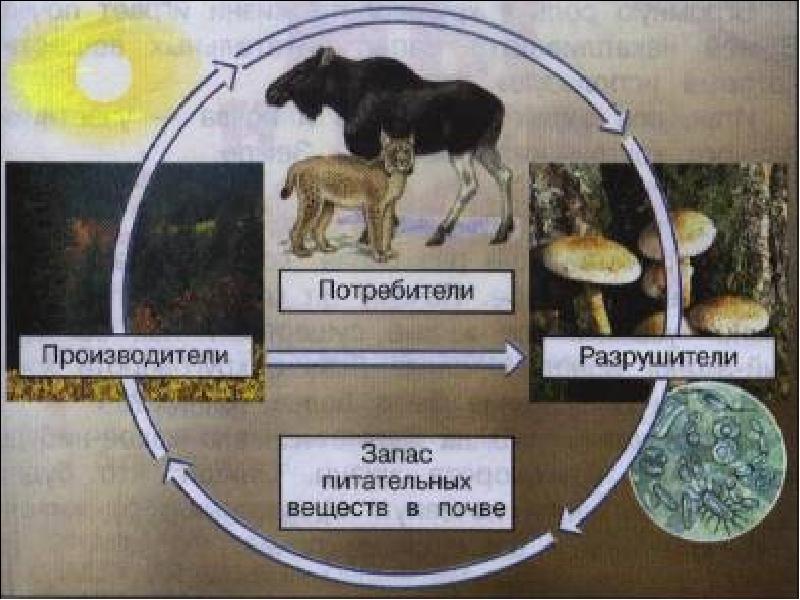 Жизнь в 3 оборота. Модель круговорота веществ в природе 3 класс окружающий мир. Модель круговорота веществ в природе окружающий мир. Модель Великий круговорот жизни. Модель круговорот веществ 3 класс окружающий мир.
