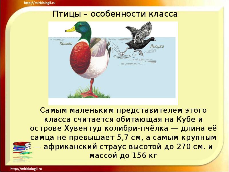 Представили птиц. Характеристика птиц. Характеристика птиц и представителей. Отличительные особенности птиц. Особенности класса птиц.