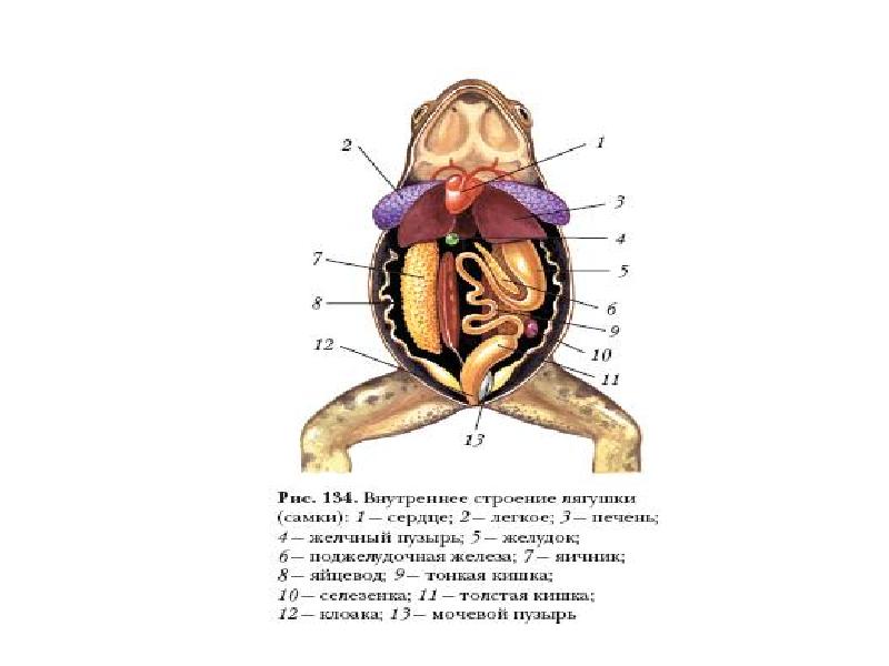 Внутреннее строение лягушки 7 класс рисунок