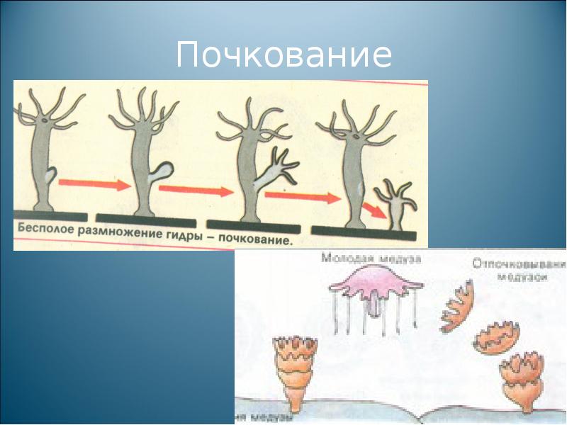 Бесполое размножение 6 класс биология презентация