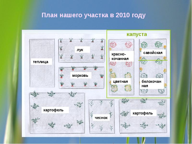 Проект аптека на грядке