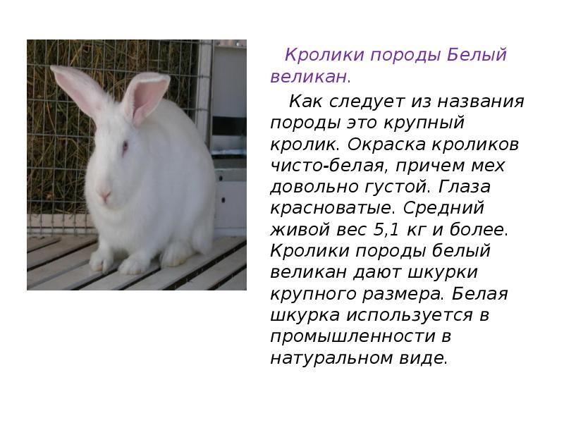 Кролики породы Белый великан.
Как следует из названия Кролики породы Белый великан.
Как следует из названия