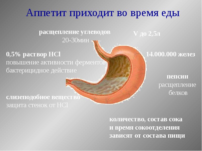 Расщепление белков происходит в. Расщепление пищи в желудке. Белки расщепляются в желудке. Жиры расщепляются в желудке. Расщепление и переваривание пищи происходит в.