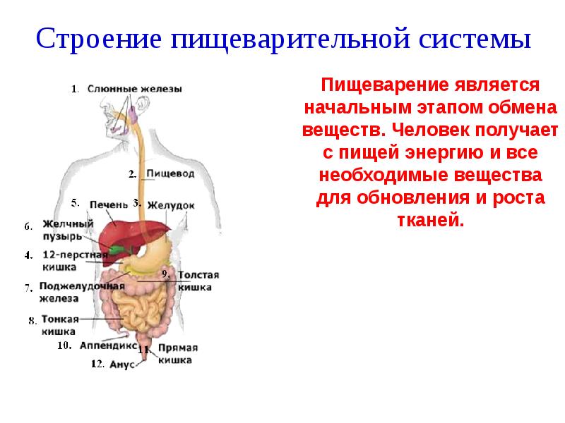 Пищеварительная система человека 8 класс биология презентация