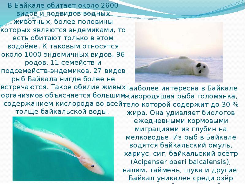 В Байкале обитает около 2600 видов и подвидов водных животных, более