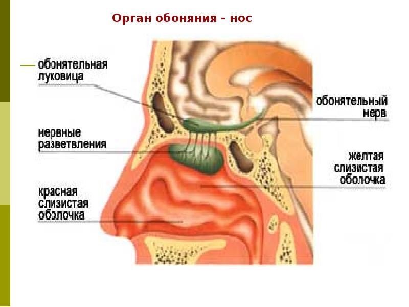 Презентация органы обоняния