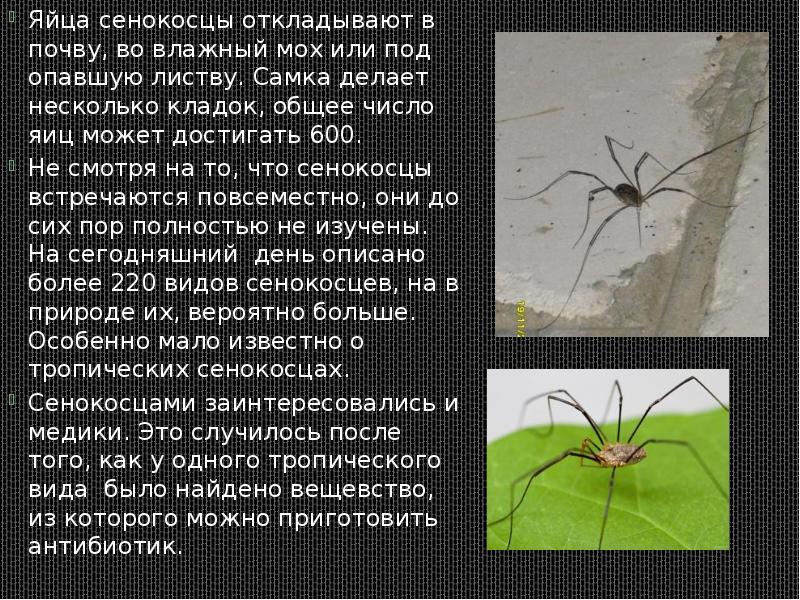 Яйца сенокосцы откладывают в почву, во влажный мох или под опавшую Яйца сенокосцы откладывают в почву, во влажный мох или под опавшую