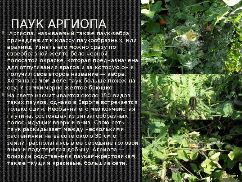 Паук Аргиопа
Аргиопа, называемый также паук-зебра, принадлежит к классу паукообразных, Паук Аргиопа
Аргиопа, называемый также паук-зебра, принадлежит к классу паукообразных,