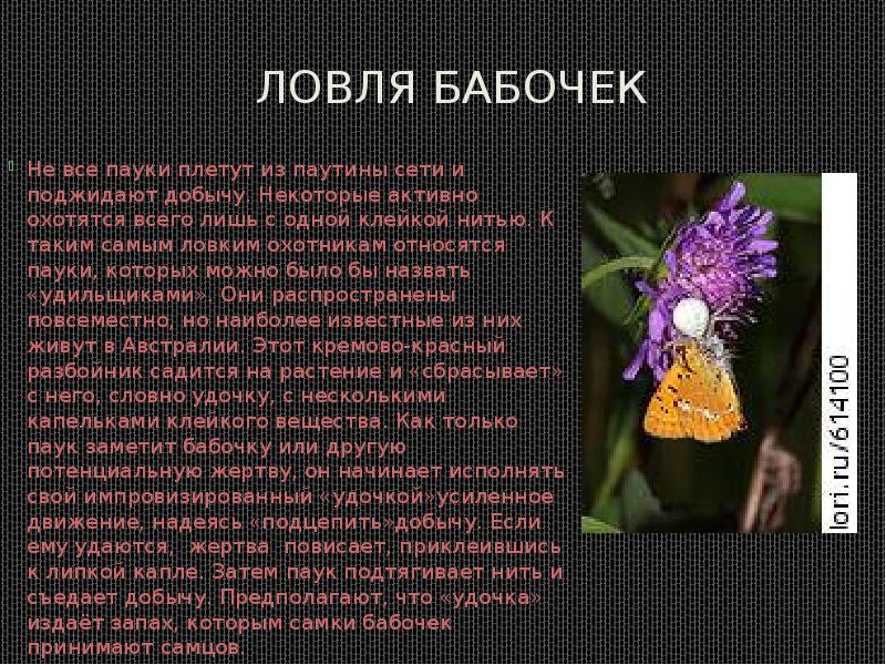 Ловля бабочек
Не все пауки плетут из паутины сети и поджидают Ловля бабочек
Не все пауки плетут из паутины сети и поджидают