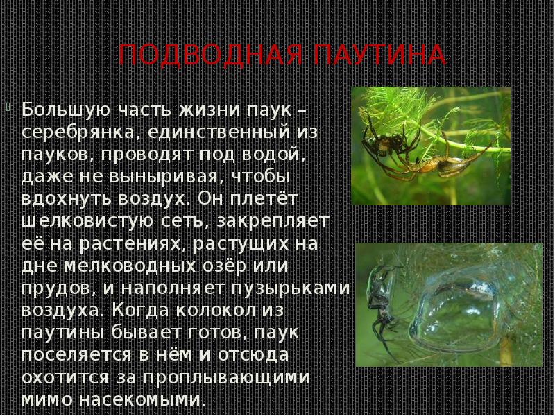 Подводная паутина
Большую часть жизни паук – серебрянка, единственный из пауков, Подводная паутина
Большую часть жизни паук – серебрянка, единственный из пауков,