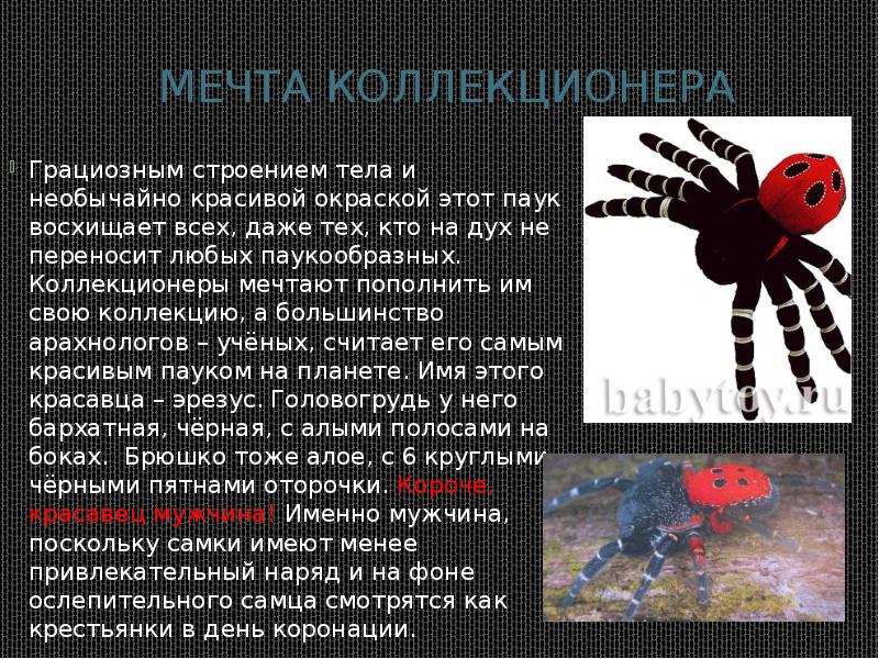 Мечта коллекционера
Грациозным строением тела и необычайно красивой окраской этот паук Мечта коллекционера
Грациозным строением тела и необычайно красивой окраской этот паук