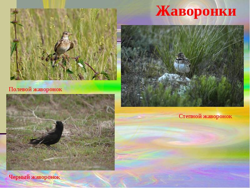 К степным птицам относятся ответ 4