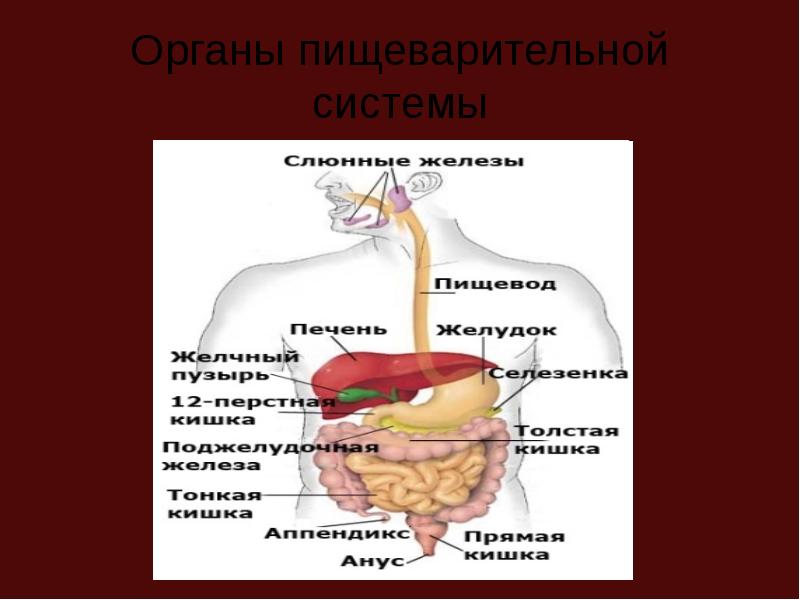 Органы пищеварения 8. Система органов пищеварения человека 8 класс. Строение пищеварительной системы человека 8 класс. Пищеварительная система человека 8 класс биология. Презентация на тему органы пищеварительной системы.