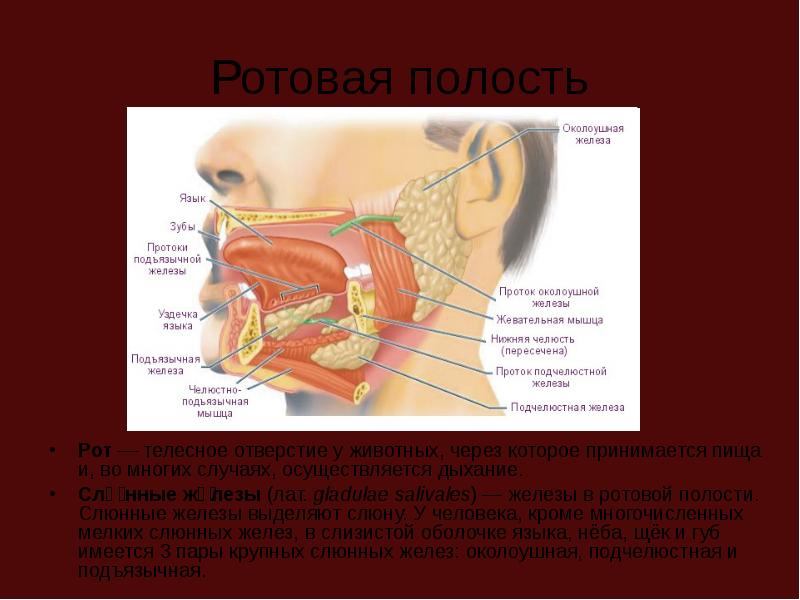 Строение околоушной железы. Ротовая полость анатомия слюнные железы. Околоушная железа ротовая полость. Железы полости рта строение.
