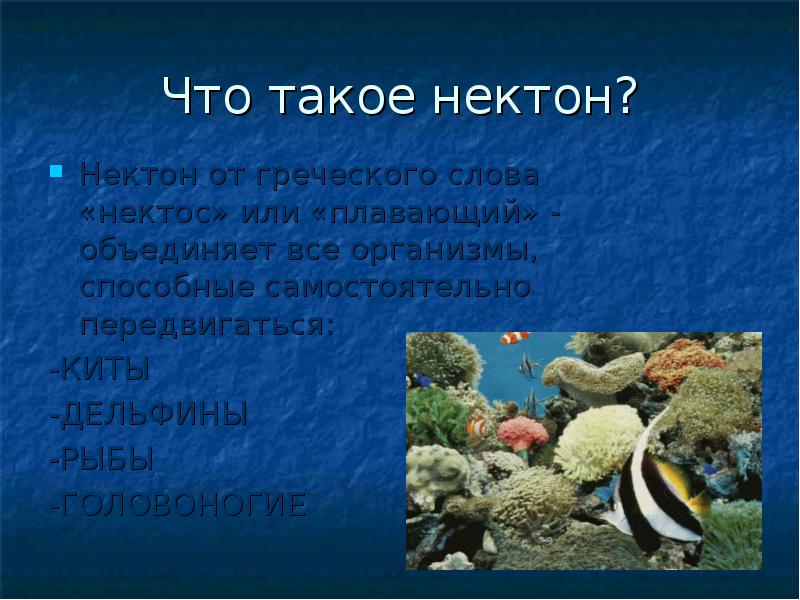 Жизнь в океане 7 класс география. Жизнь в океане презентация. Жизнь в океане презентация 7 класс. Жизнь в океане доклад.