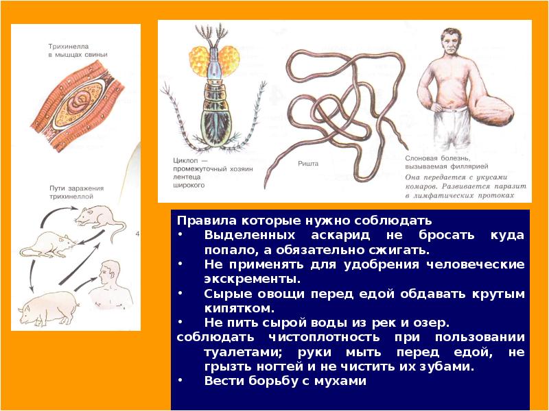 Паразитические черви презентация