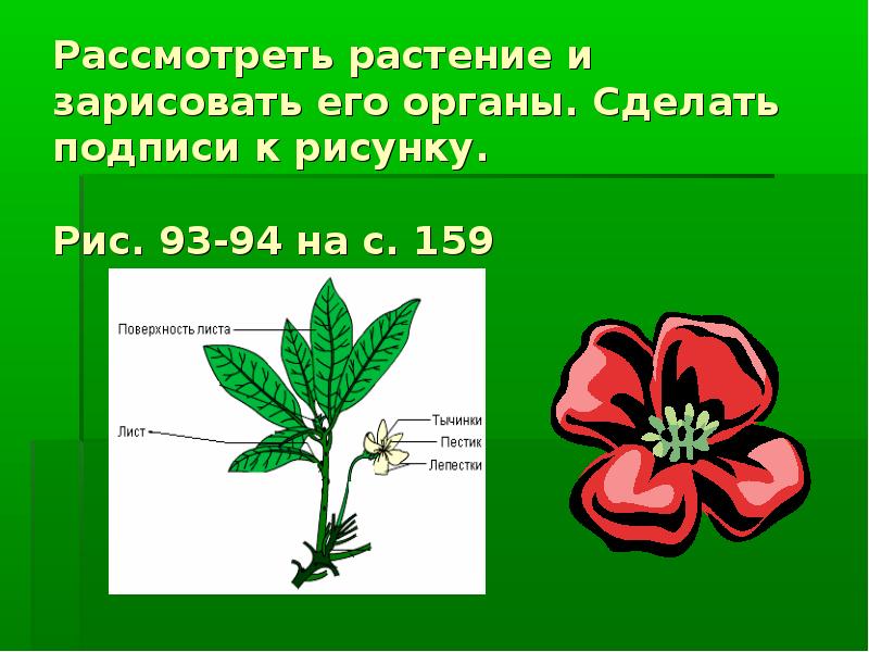 Строение цветкового растения презентация