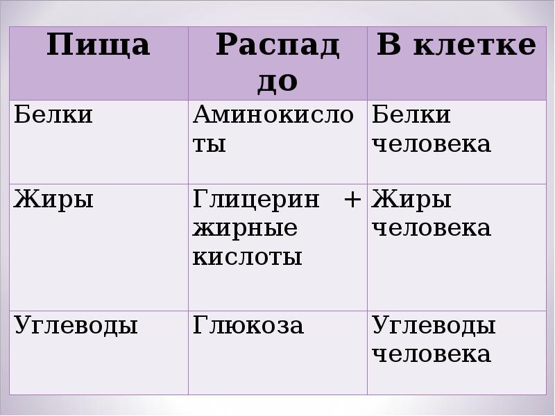 Функции пищи презентация