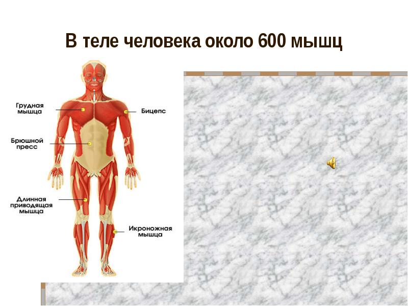 Тело управляет человеком. Системы тела человека. Система тел. Мышц в теле человека около. 600 Мышц человека.