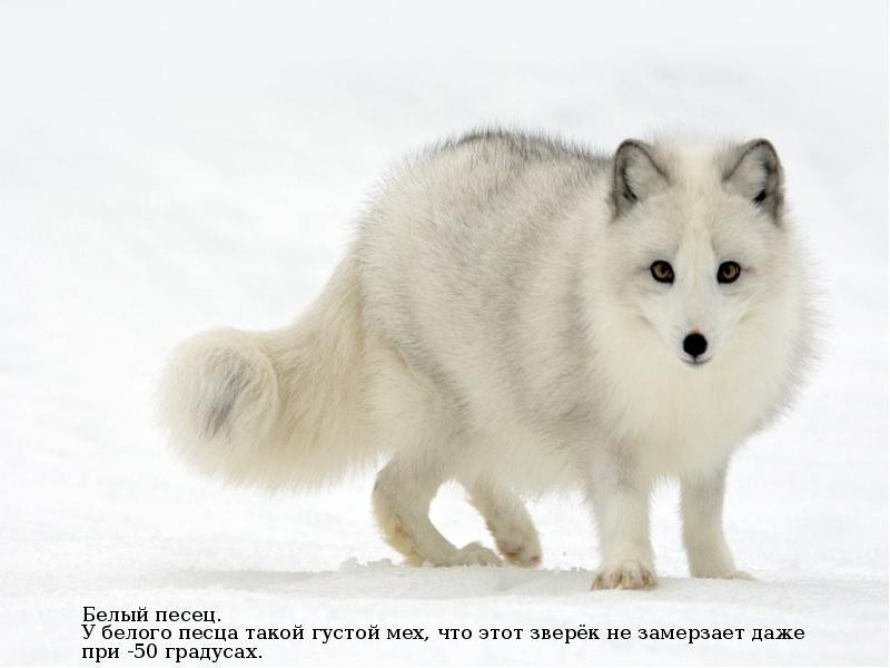 Белый песец. У белого песца такой густой мех, что этот зверёк Белый песец. У белого песца такой густой мех, что этот зверёк