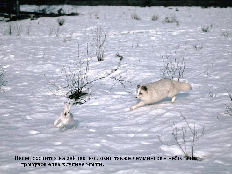 Песец охотится на зайцев, но ловит также леммингов – небольших грызунов Песец охотится на зайцев, но ловит также леммингов – небольших грызунов