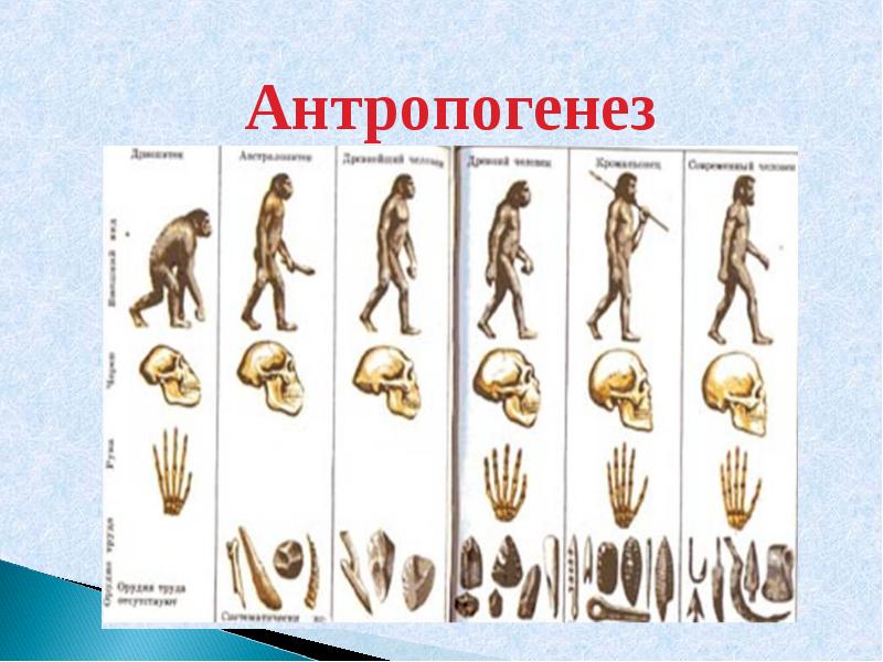 Антропогенез презентация 9 класс