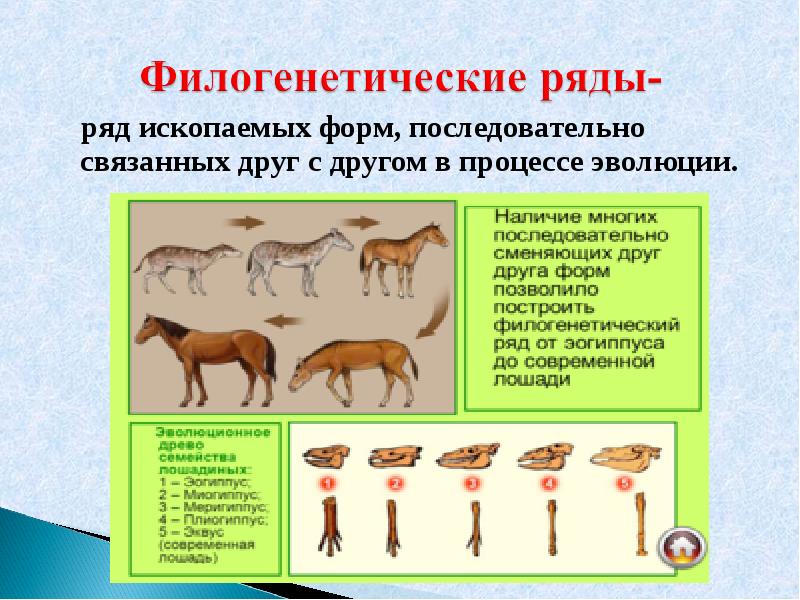 Антропогенез презентация 9 класс