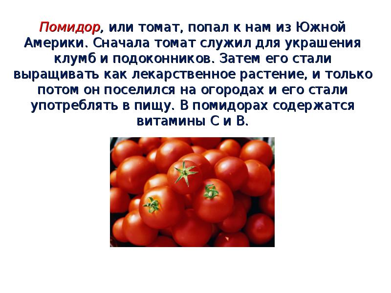 Помидор, или томат, попал к нам из Южной Америки. Сначала томат