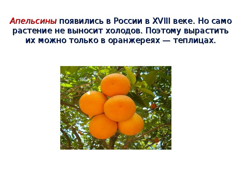 Апельсины появились в России в XVIII веке. Но само растение не