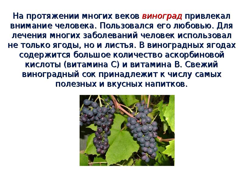 На протяжении многих веков виноград привлекал внимание человека. Пользовался его любовью.