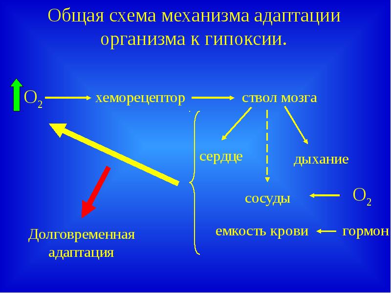 Адаптация организма к действию гипоксии холода дефициту информации презентация