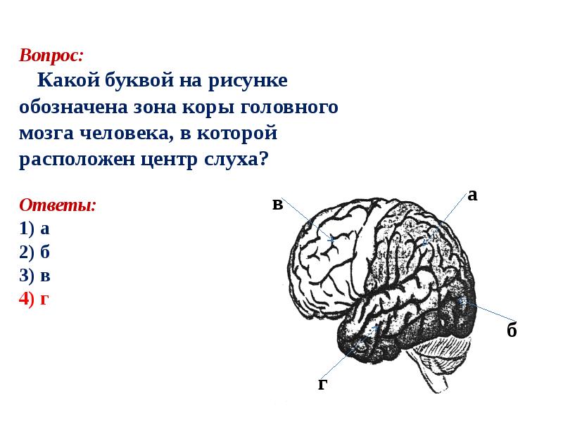 Центр слуха в каком отделе мозга. Зона коры головного мозга в которой расположен центр слуха. Мозг с подписями отделов. Какой буквой на рисунке обозначена зона коры головного. Какой отдел головного мозга на рисунке обозначен буквой а.
