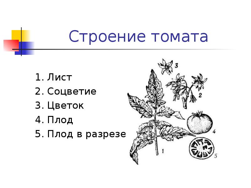 Строение цветка помидора схема