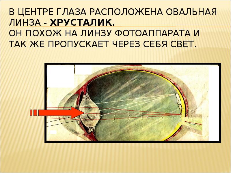 Глаз расположен. Глаза окно в окружающий мир. Устройство глаза. Глаза овальный хрусталик глаза.