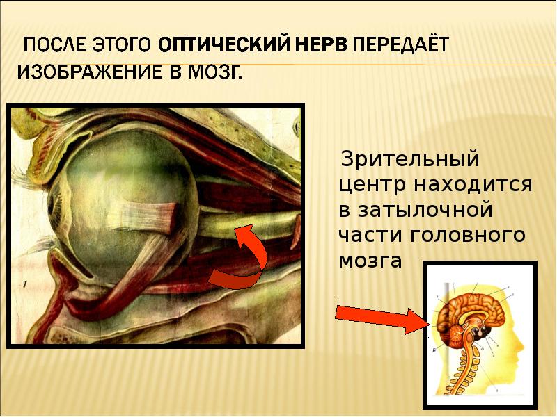 Зрительный мозг. Зрительный центр мозга. Зрительные центры головного мозга. Зрительный центр находится в. Оптический нерв.